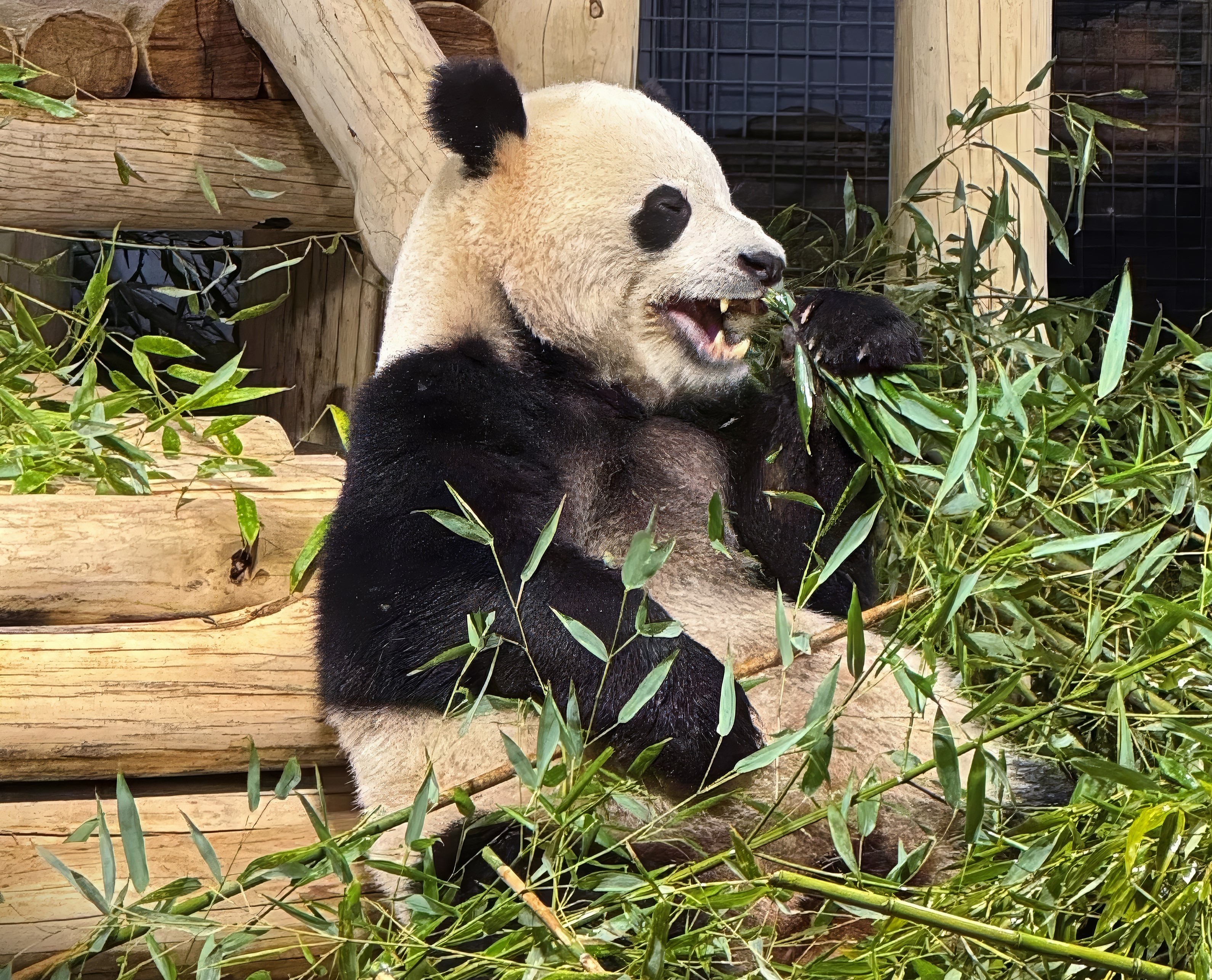 Panda at National Zoo